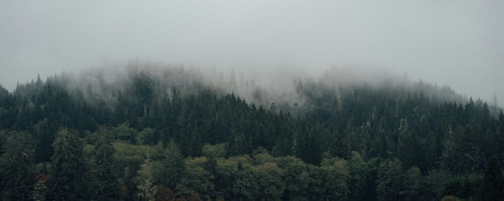 green grass field with trees